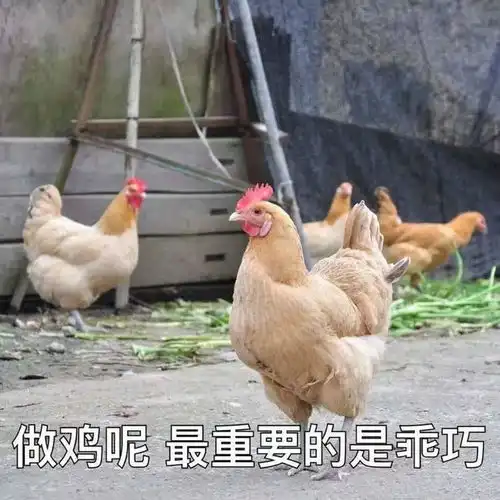 鸡鸭与鸨请大胆走出妓院