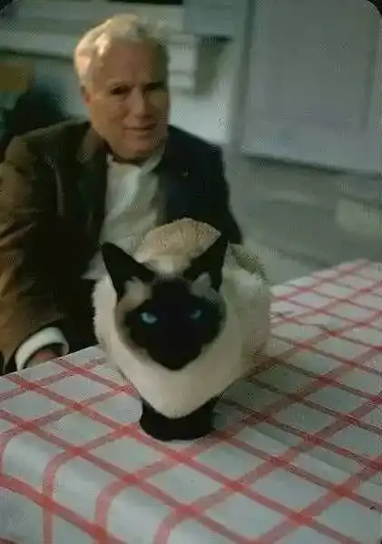 我们共同的爱好是猫