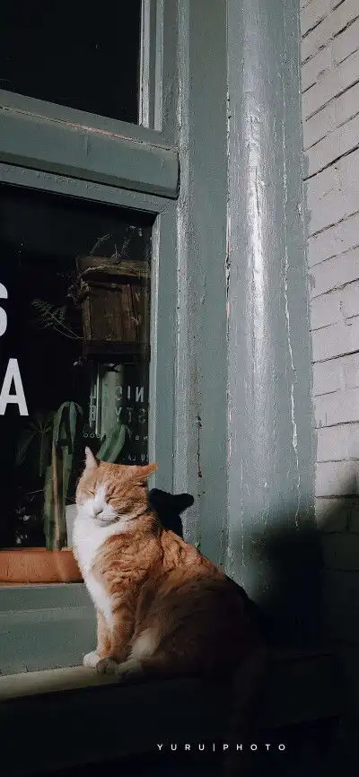 猫系列故宫的猫张扬异瞳白堆糖,美图壁纸兴趣社区