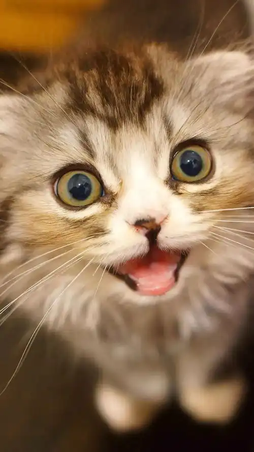 家有喵星人猫奴黑莓priv高清壁纸