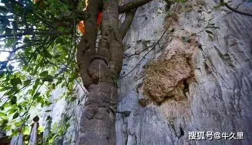 真相探知云南这一未解之谜,2000年古树上的千年奇观,引得专家纷纷前往
