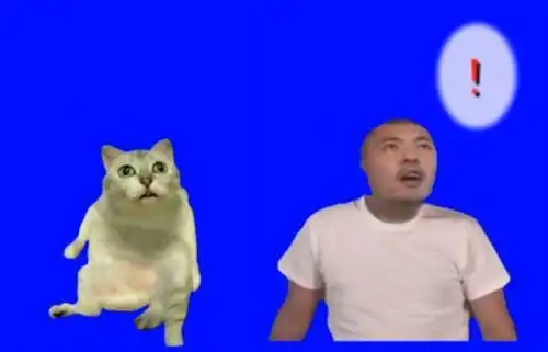 只喵怪猫猎人这只全网刷屏的猫猫终于对游戏动手了