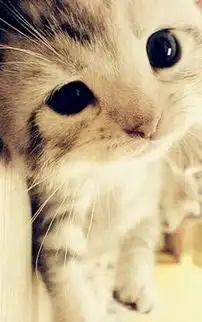 高清萌猫手机壁纸图片