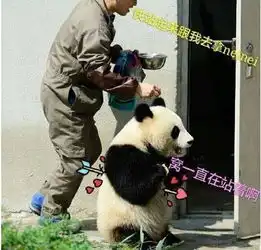 没有几张滚滚表情包,你好意思说想去偷只猫来养它一辈子