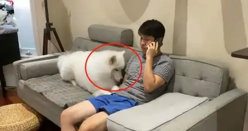 狗子无意间照到镜子,发现自己真的太胖了,这小表情亮了