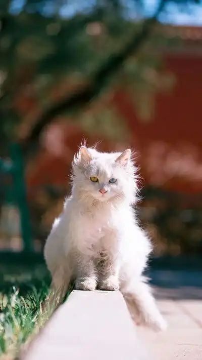 猫系列故宫的猫张扬异瞳白堆糖,美图壁纸兴趣社区