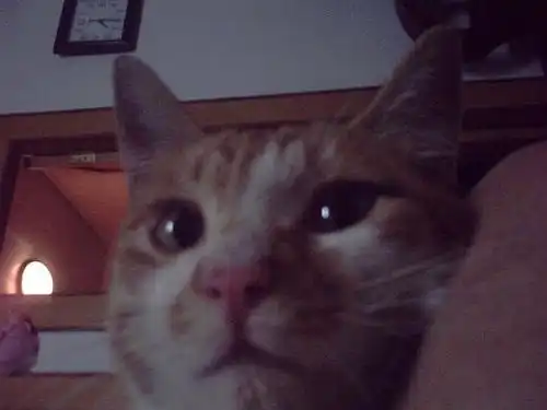 罐头的相册阿兹猫