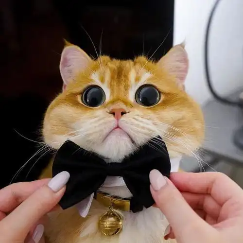 这就是最可爱的大橘长相酷似靴子猫,小胖脸大眼睛萌翻全球网友