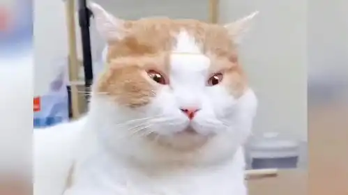 猫咪一脸无奈的表情