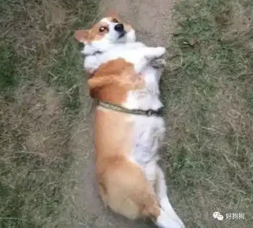 原来汪星人这么小心眼,动不动就爱生气还给主人翻白眼
