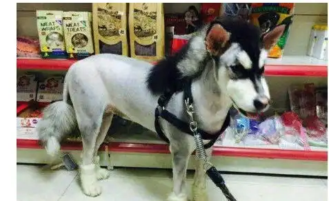 主人给柯基剪了新造型,路人纷纷围观这不是行走的菠萝包吗