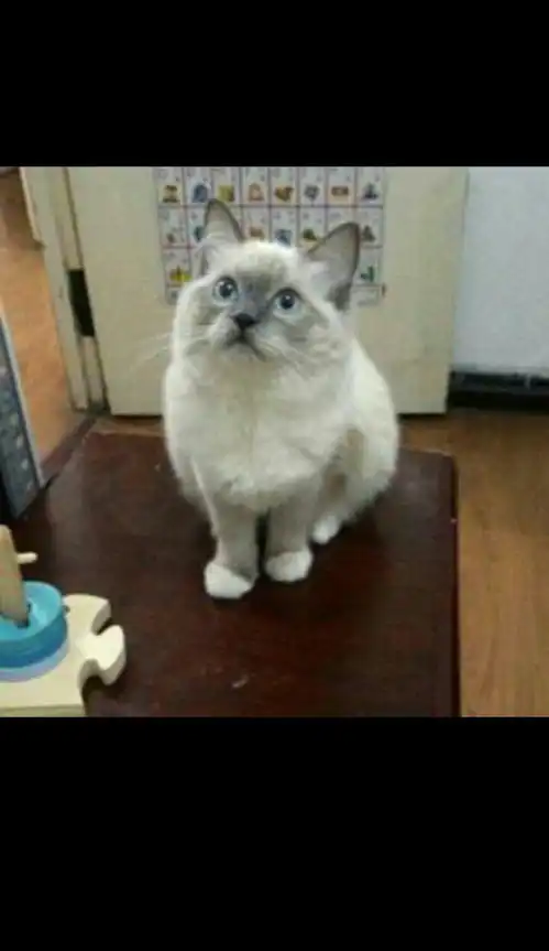 这是重点色布偶吗,价钱值吗