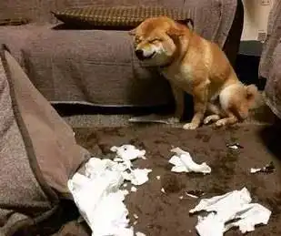 主人的作业被柴犬撕了之后,狗狗却露出了这么邪魅的表情