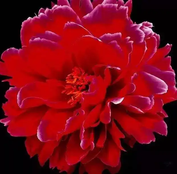 早上好,今天是正月初八88朵富贵牡丹花送给我的朋友圈