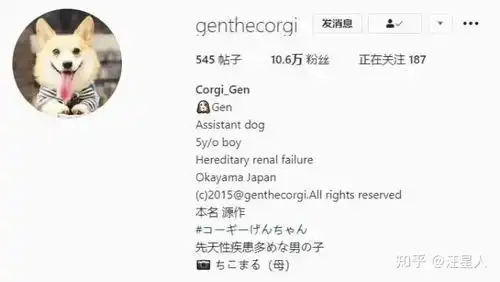 日本这只柯基火了,堪称狗界行走的表情包