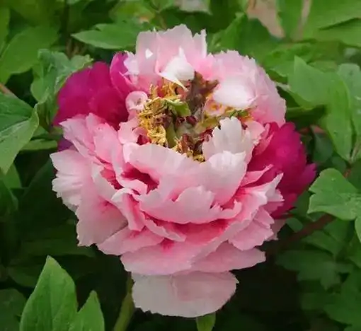 早上好,今天是正月初八88朵富贵牡丹花送给我的朋友圈