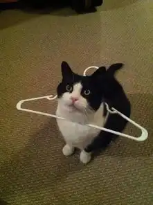 完了,我家猫真的是弱智...