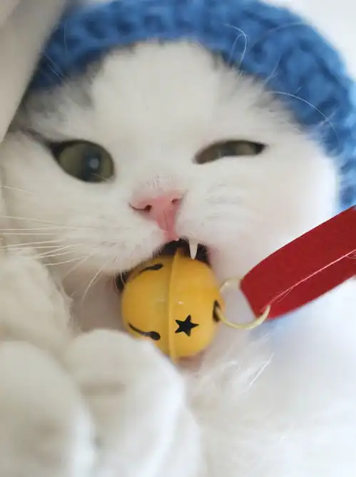 猫咪到底应该喝哪种水矿泉水纯净水凉白开