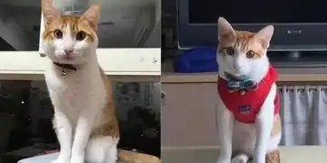当初力排众议收养猫的奶奶,患上阿兹海默症,猫咪自觉守护起她