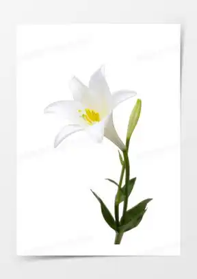 百合花图像微信头像大全