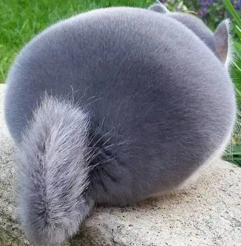 从动漫里走出的萌物,它的屁股胖成球,这只龙猫体重堪比橘猫