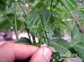 杏叶参怎么食用
