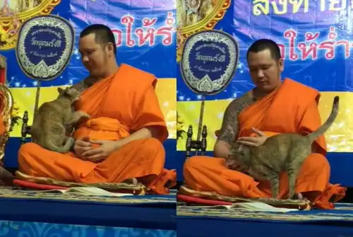僧人专注诵经,遭猫咪卖萌求撸终破功猫咪我是你这辈要渡的劫