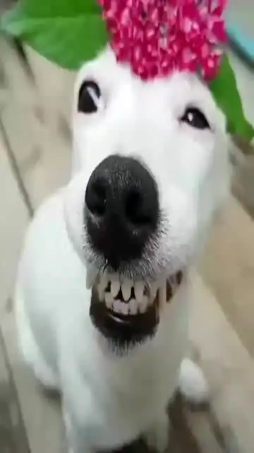 狗子你这表情充分说明了你不是个好狗子