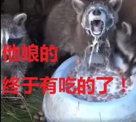 转疯了一只为了吃连呼吸都舍弃的小浣熊,这表情...简直不要把人笑死动图