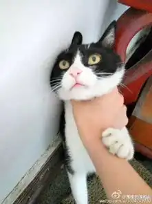 网友回家后发现锅盖碎了一地,找家里猫质问的时候,那表情...