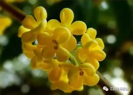 秋风起,桂花香