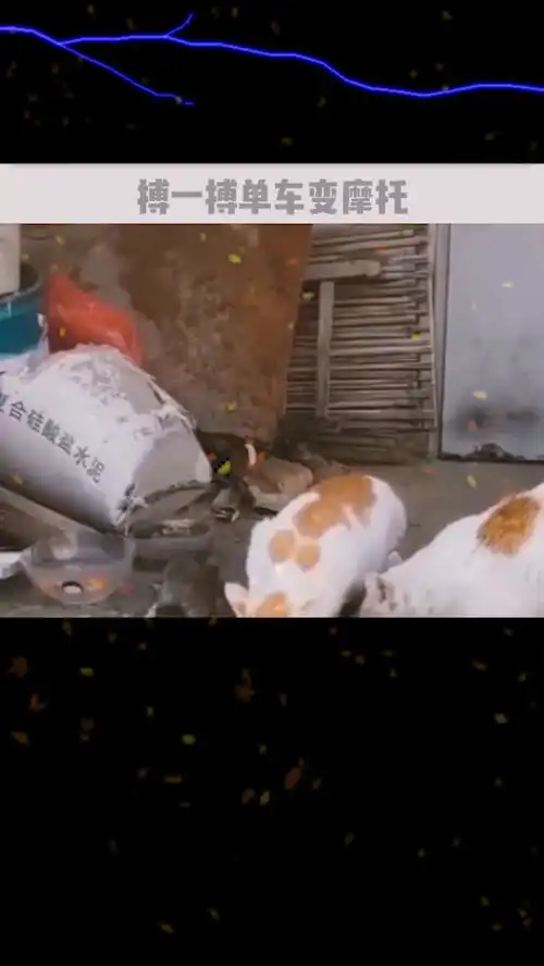 老鼠我就想要这种在危险边缘试探的感觉