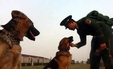 训犬员退伍,警犬紧咬行李不放,已是热泪盈眶