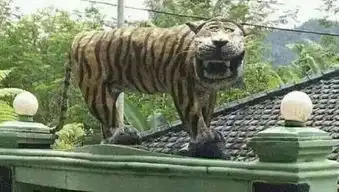 大猫人家超凶的,你们这样子对待人家,人家真的好气哦...