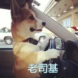 动物图集汪星人表情包