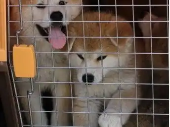 图赛级血统豆柴犬网红表情包大脸柴犬现场检测签合上海宠物狗