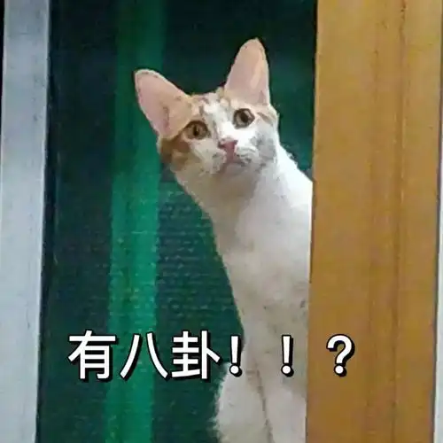 今日份腿照请查收第265期喵表情