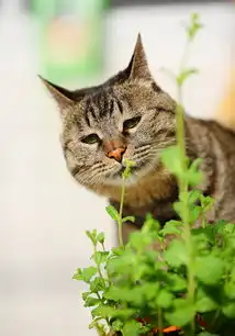 猫咪吃猫薄荷表情大合集吐舌打滚超可爱