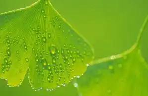 露水植物ps素材ps背景人物花草园林山水猫猫狗狗卡通闪图表情...