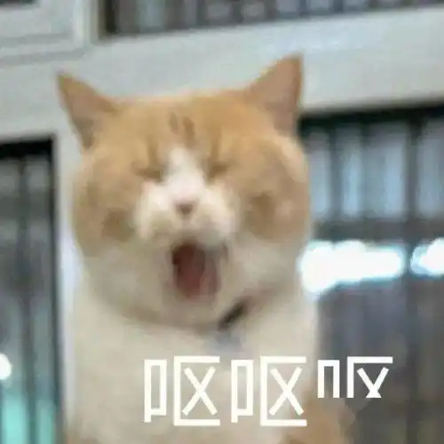 猫咪陪睡招工丨111期喵表情