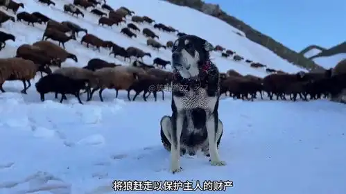 职业牧羊人游牧第47天,在山上迷路及老狗贝索和狼的战争
