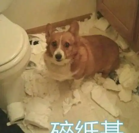 这么多的柯基,总一款是你喜欢的