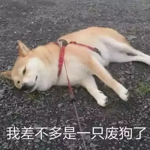 社交恐惧症手机党的福利