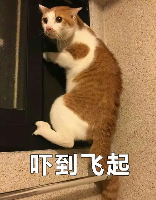 男神找我聊天,只是想偷表情包...
