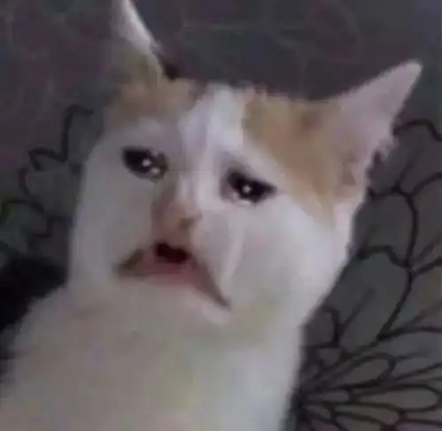 潮图表情包流泪猫猫头