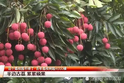 百年荔枝树超4000棵,超500年树龄有3棵,一棵树产1000多斤荔枝