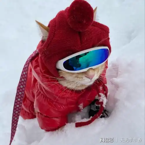 逐日追风的喵星人橘猫爱旅游,还有专属小摩托