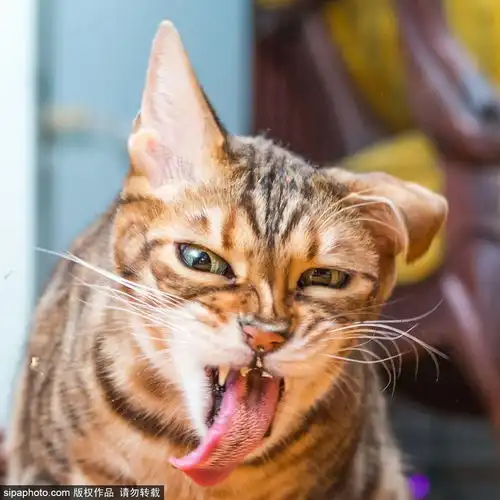 云养猫给猫控的吸猫福利
