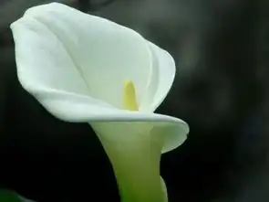 八月有什么花