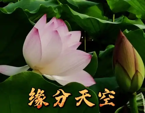 好运莲莲深圳人,你的专属夏日表情包来了